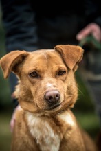 DEMI, Hund, Mischlingshund in Ungarn - Bild 3