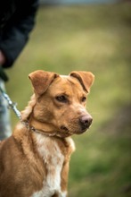 DEMI, Hund, Mischlingshund in Ungarn - Bild 4