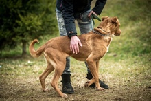 DEMI, Hund, Mischlingshund in Ungarn - Bild 5