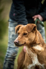 DEMI, Hund, Mischlingshund in Ungarn - Bild 6