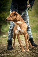 DEMI, Hund, Mischlingshund in Ungarn - Bild 8