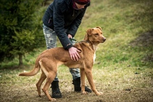 DEMI, Hund, Mischlingshund in Ungarn - Bild 9