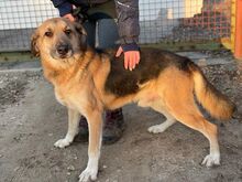FARON, Hund, Mischlingshund in Ungarn - Bild 1