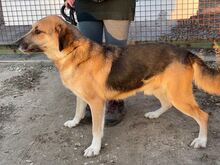 FARON, Hund, Mischlingshund in Ungarn - Bild 3