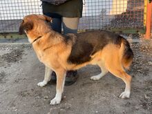 FARON, Hund, Mischlingshund in Ungarn - Bild 4
