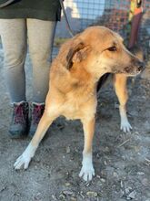 FARON, Hund, Mischlingshund in Ungarn - Bild 5
