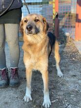 FARON, Hund, Mischlingshund in Ungarn - Bild 7