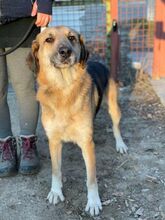 FARON, Hund, Mischlingshund in Ungarn - Bild 8