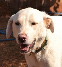 MICKEY, Hund, Mischlingshund in Griechenland - Bild 2