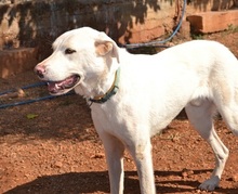 MICKEY, Hund, Mischlingshund in Griechenland - Bild 4