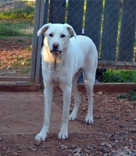 MICKEY, Hund, Mischlingshund in Griechenland - Bild 5