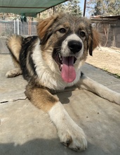 VIDAR, Hund, Mischlingshund in Griechenland - Bild 12