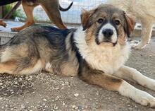 VIDAR, Hund, Mischlingshund in Griechenland - Bild 5