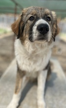 VIDAR, Hund, Mischlingshund in Griechenland - Bild 8