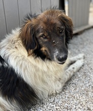 BALI, Hund, Mischlingshund in Griechenland - Bild 21