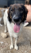 BALI, Hund, Mischlingshund in Griechenland - Bild 6