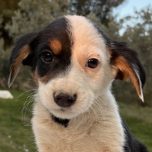 GAMBRINO, Hund, Mischlingshund in Griechenland - Bild 1
