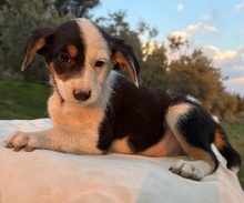 GAMBRINO, Hund, Mischlingshund in Griechenland - Bild 2