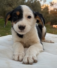 GAMBRINO, Hund, Mischlingshund in Griechenland - Bild 4
