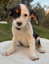 GAMBRINO, Hund, Mischlingshund in Griechenland - Bild 5