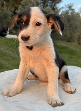 GAMBRINO, Hund, Mischlingshund in Griechenland - Bild 6
