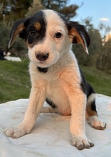 GAMBRINO, Hund, Mischlingshund in Griechenland - Bild 7