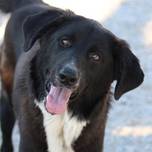 NELSON, Hund, Mischlingshund in Griechenland - Bild 1