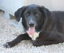 NELSON, Hund, Mischlingshund in Griechenland - Bild 2
