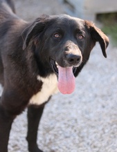 NELSON, Hund, Mischlingshund in Griechenland - Bild 3