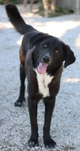 NELSON, Hund, Mischlingshund in Griechenland - Bild 7