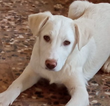 ZOEFEE, Hund, Mischlingshund in Griechenland - Bild 1