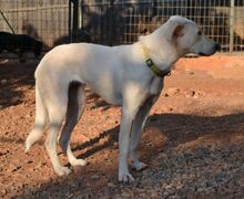 ZOEFEE, Hund, Mischlingshund in Griechenland - Bild 11