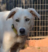 ZOEFEE, Hund, Mischlingshund in Griechenland - Bild 12