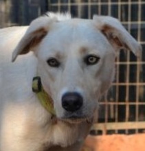 ZOEFEE, Hund, Mischlingshund in Griechenland - Bild 13