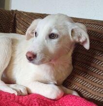 ZOEFEE, Hund, Mischlingshund in Griechenland - Bild 15