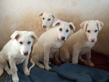ZOEFEE, Hund, Mischlingshund in Griechenland - Bild 16