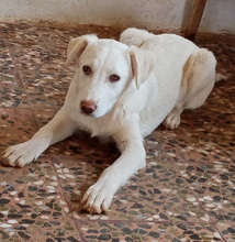 ZOEFEE, Hund, Mischlingshund in Griechenland - Bild 3