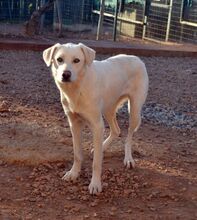 MAGIA, Hund, Mischlingshund in Griechenland - Bild 2