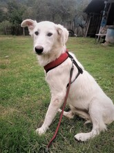 FLICA, Hund, Mischlingshund in Rumänien - Bild 1