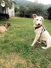 FLICA, Hund, Mischlingshund in Rumänien - Bild 12