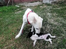 FLICA, Hund, Mischlingshund in Rumänien - Bild 13