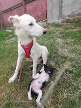 FLICA, Hund, Mischlingshund in Rumänien - Bild 14