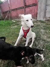 FLICA, Hund, Mischlingshund in Rumänien - Bild 15