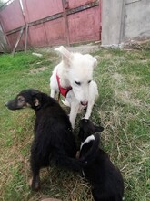 FLICA, Hund, Mischlingshund in Rumänien - Bild 16