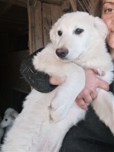 FLICA, Hund, Mischlingshund in Rumänien - Bild 18