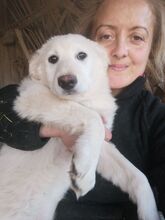 FLICA, Hund, Mischlingshund in Rumänien - Bild 19