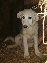 FLICA, Hund, Mischlingshund in Rumänien - Bild 20