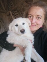 FLICA, Hund, Mischlingshund in Rumänien - Bild 22