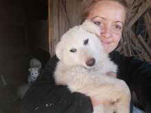 FLICA, Hund, Mischlingshund in Rumänien - Bild 24