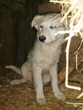 FLICA, Hund, Mischlingshund in Rumänien - Bild 29